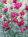 月季花