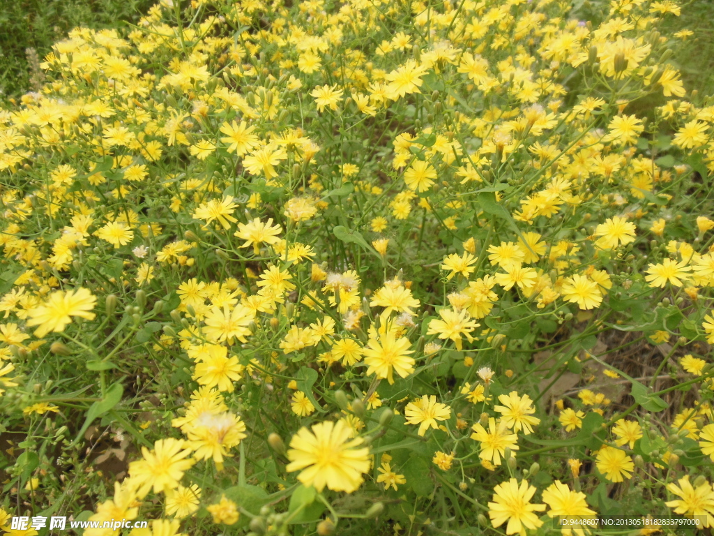黄色小花