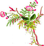 花纹