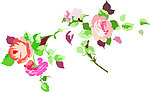 花纹