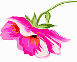 花纹