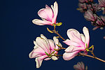 玉兰花
