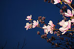 玉兰花