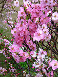 校园榆叶梅花