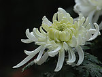 晨露菊花