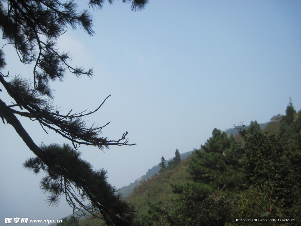 高山树木