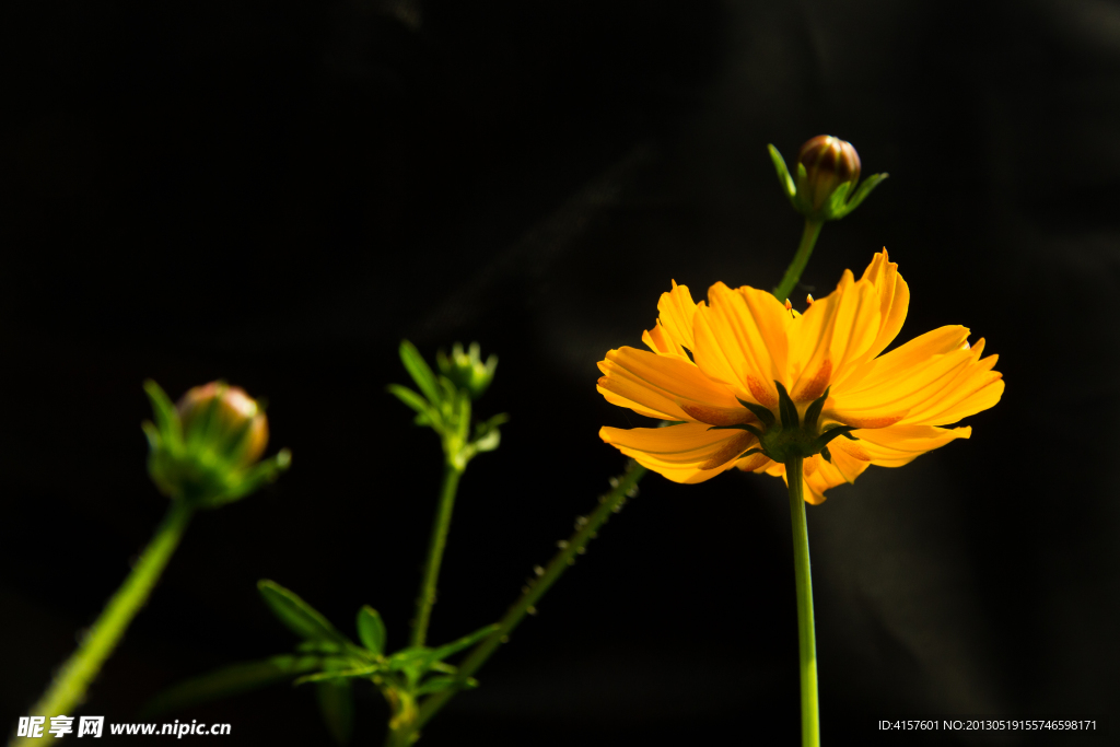 波斯菊 硫华菊 野花