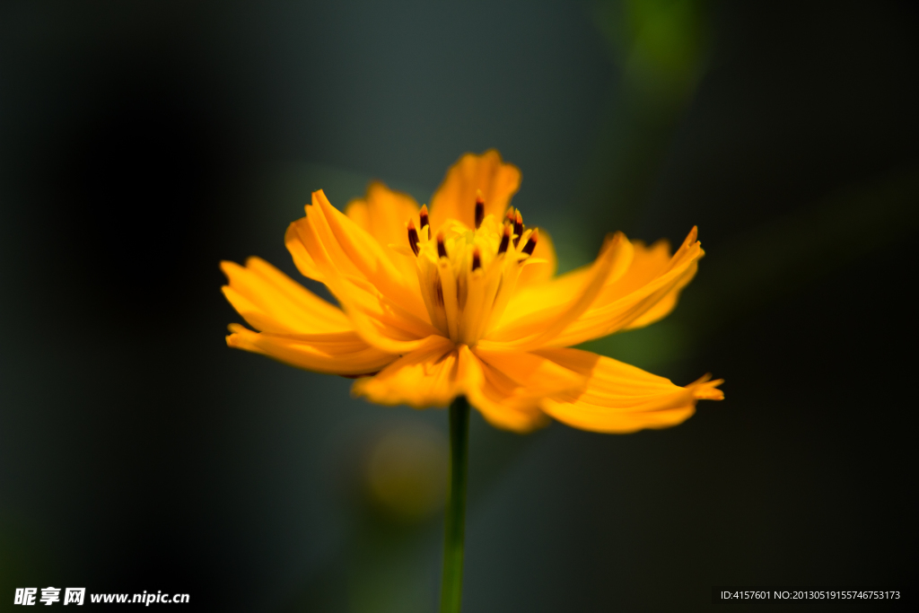 波斯菊 硫华菊 野花