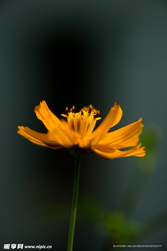 波斯菊 硫华菊