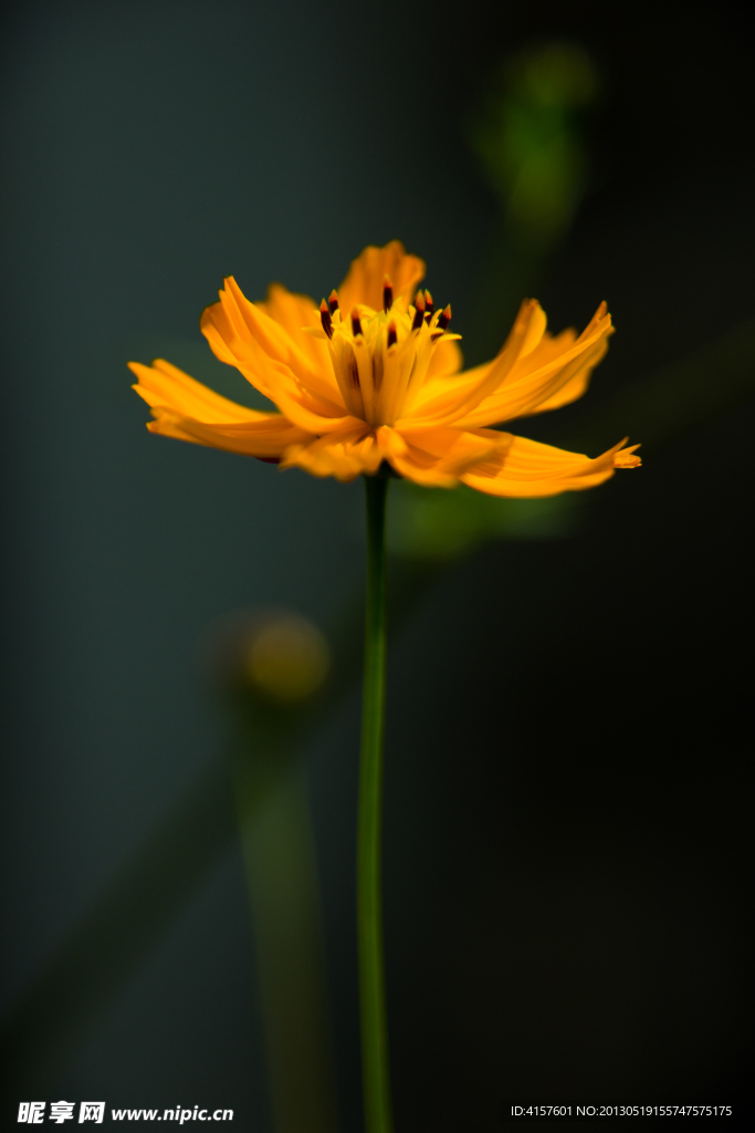 波斯菊 硫华菊 野花