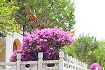 蔷薇花