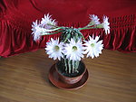 仙人掌花