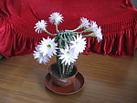 仙人掌开花