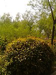 公园冬青柳树风景