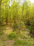 公园柳树风景