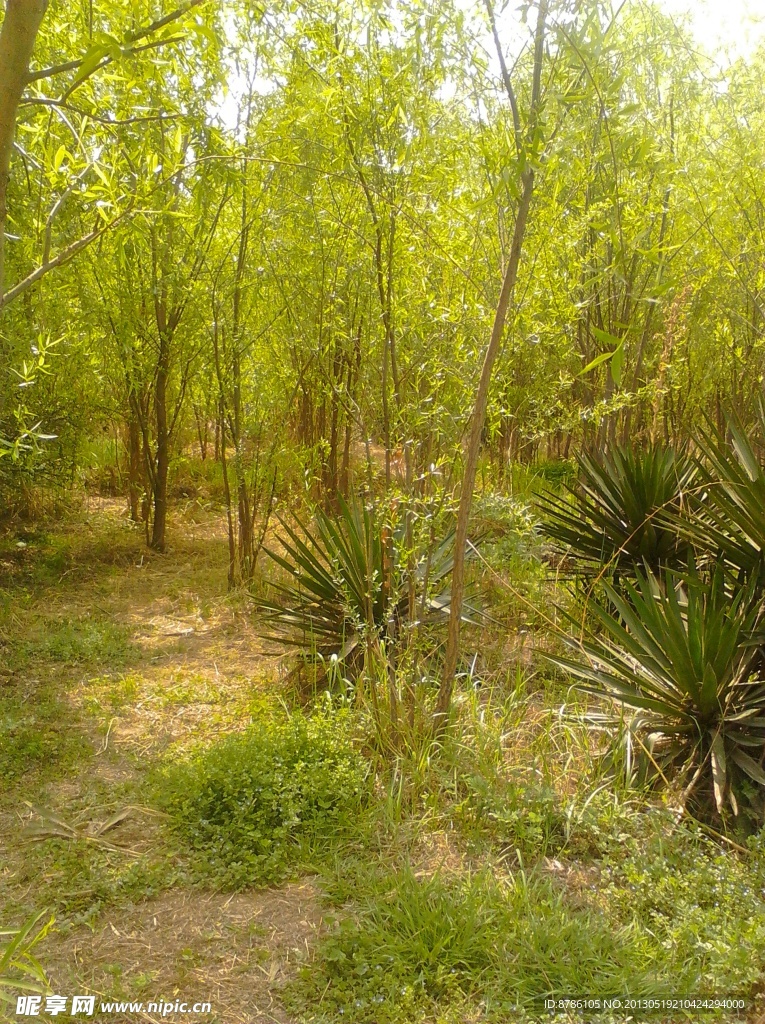公园柳树风景
