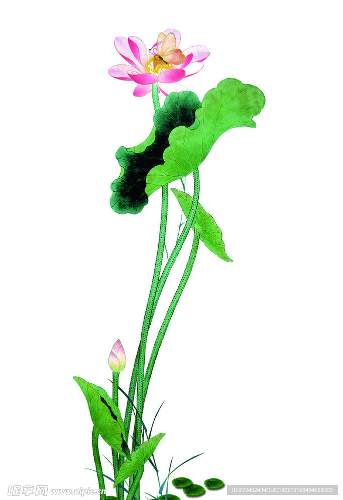 荷花