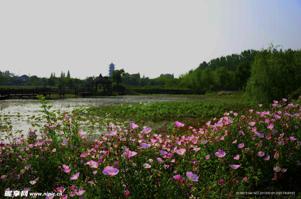花丛风景