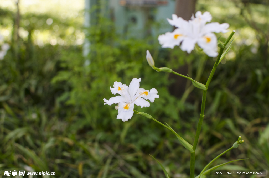 蝴蝶花