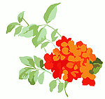 花纹