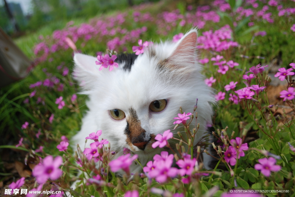 萌猫