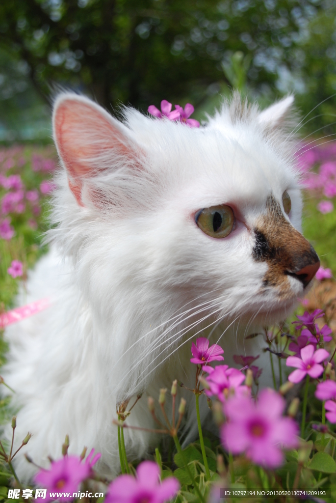 萌猫
