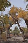 胡杨树 风景画
