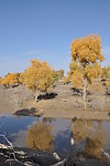 胡杨树