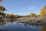 胡杨树 风景画