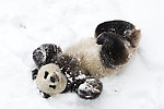 雪地大熊猫