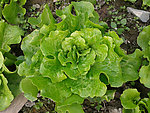 生菜