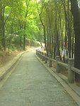 林间小路