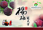 杨梅海报
