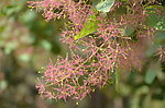 黄栌树花