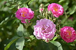 蔷薇花