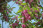 紫槐花