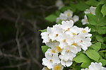 蔷薇花