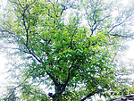 绿树景观