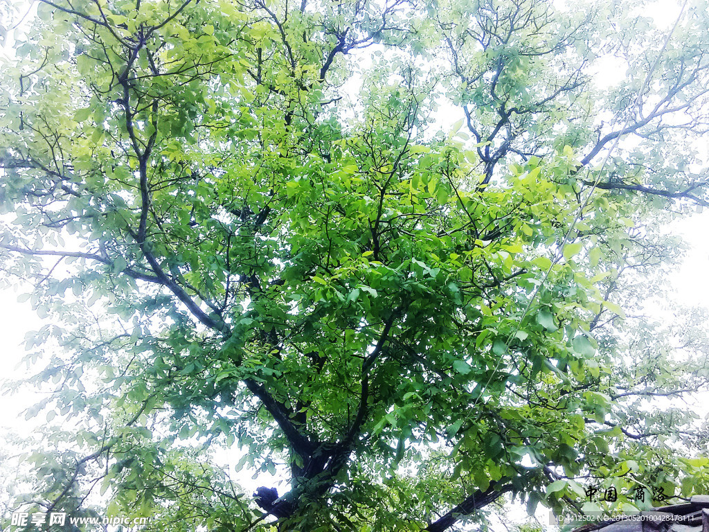 绿树景观