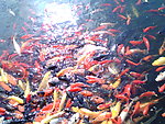 锦鲤