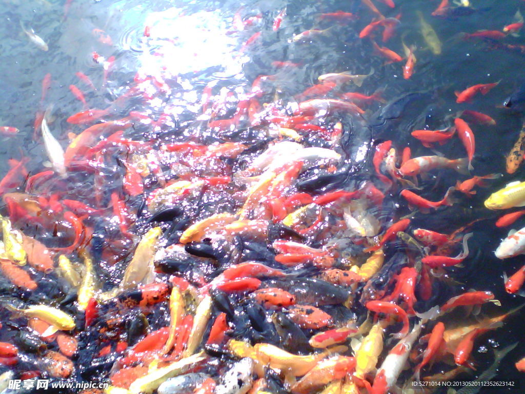 锦鲤
