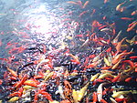 锦鲤