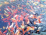 锦鲤