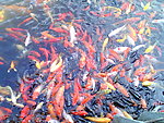 锦鲤