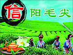 信阳毛尖