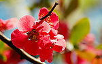 花卉