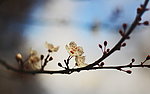 腊梅花