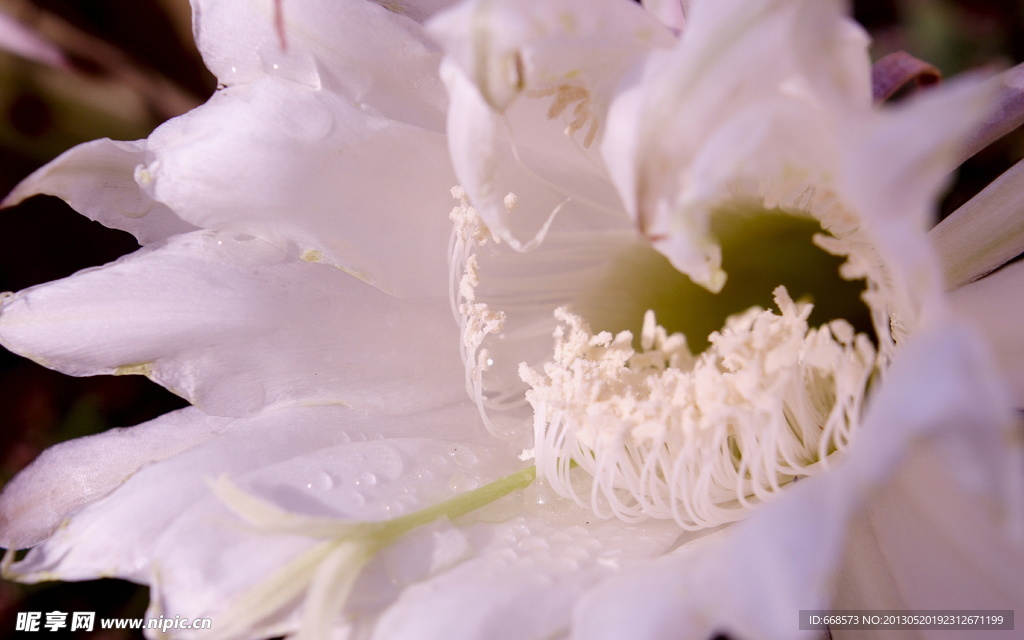 白色的花卉