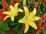 百合花