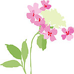 花纹